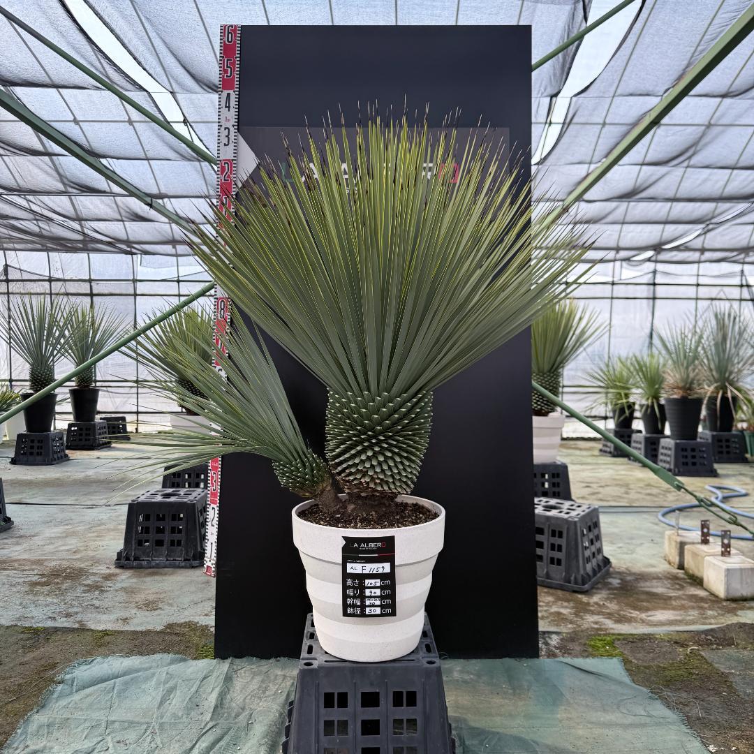 【AL-F1159】ユッカ　ロストラータ　超美形　ダブルヘッド