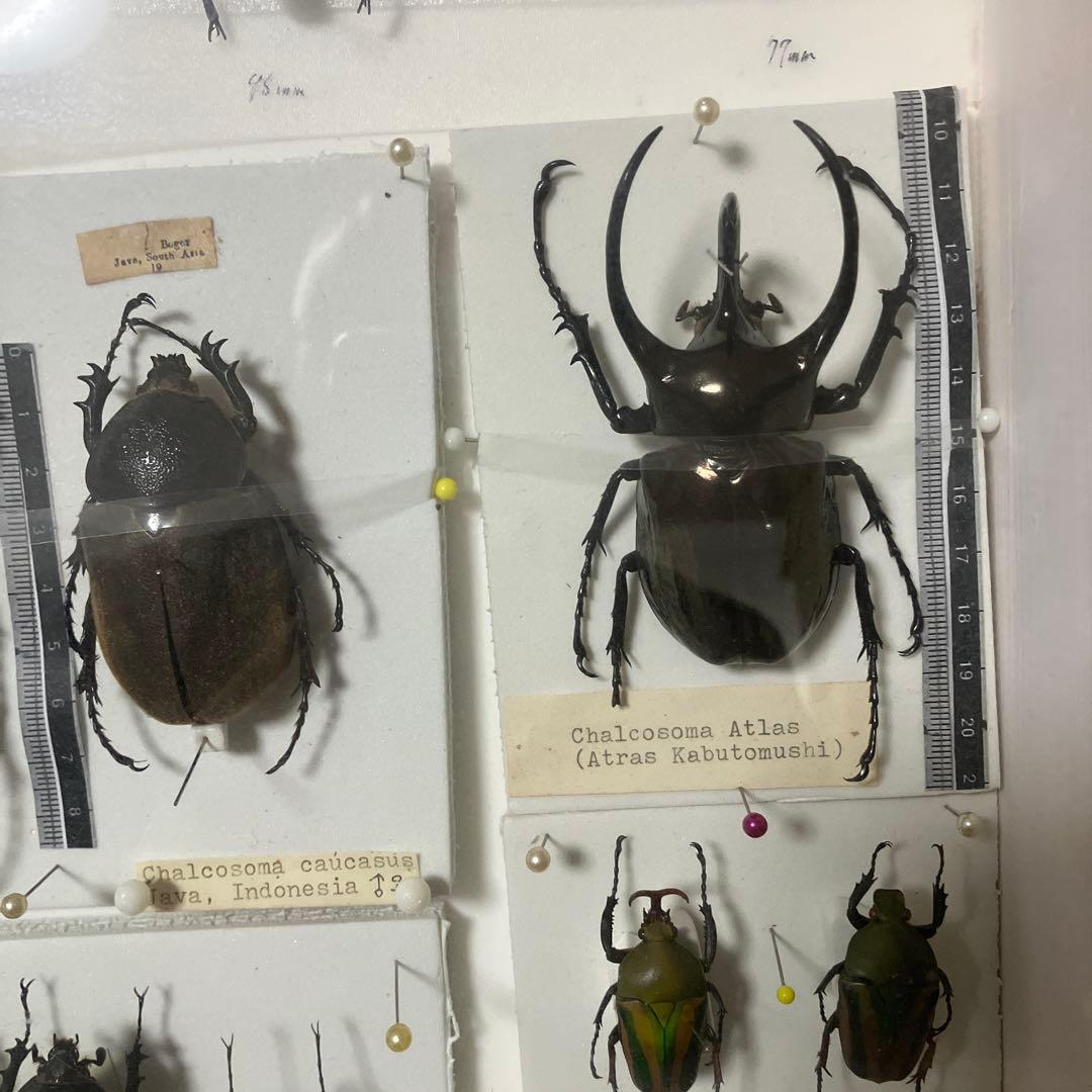 甲虫セット