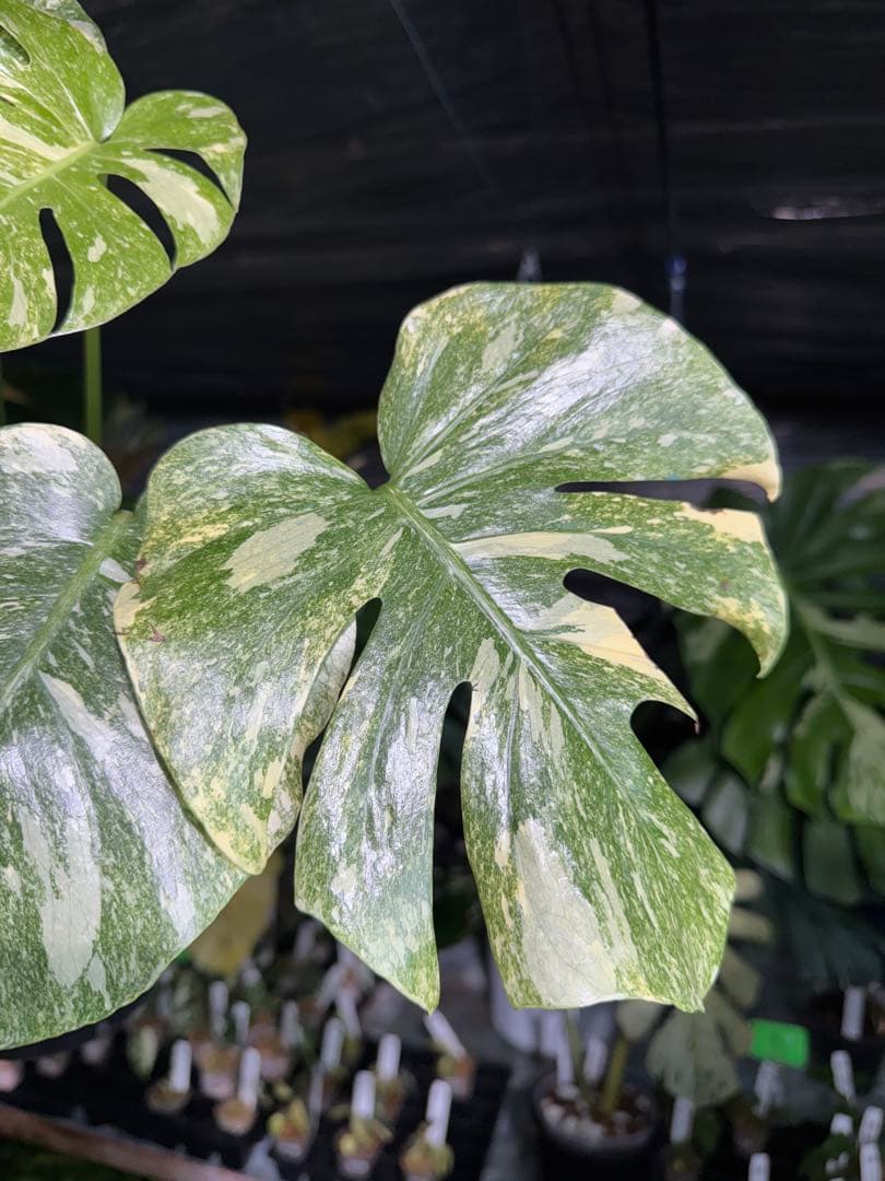 2モンステラ　レガシー　美斑入り　送料込み