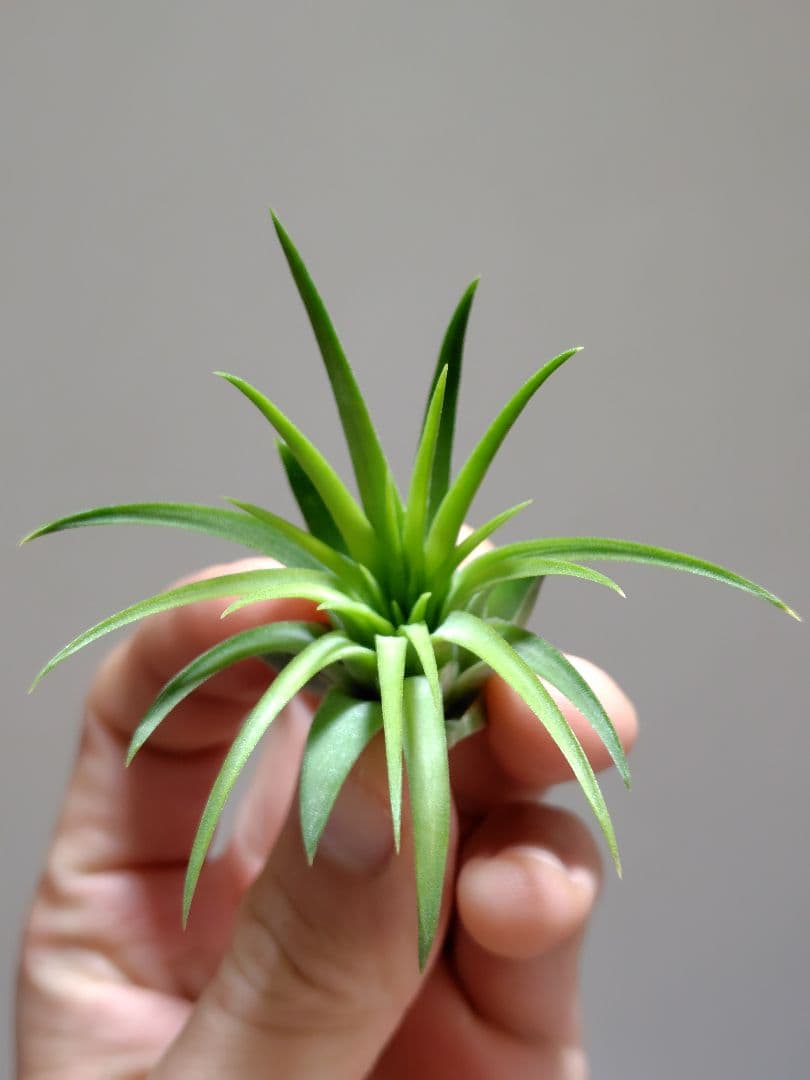 P*J様 新春セール イオナンタ ヘッジホッグ from TI