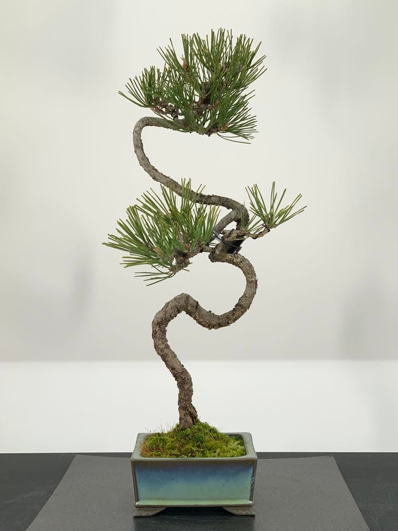 曲芸の美　幹流れの乙な文人黒松　樹高約43cm（検索/懸崖　真柏　赤松　盆栽）