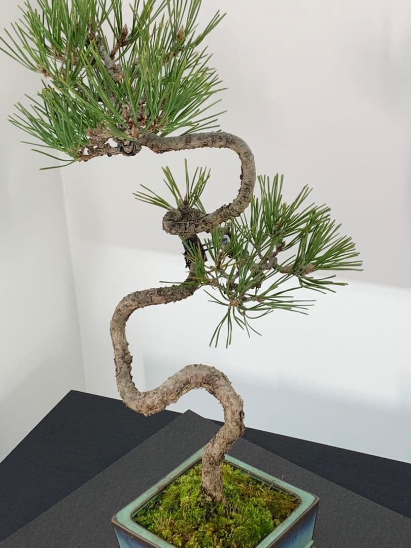 曲芸の美　幹流れの乙な文人黒松　樹高約43cm（検索/懸崖　真柏　赤松　盆栽）