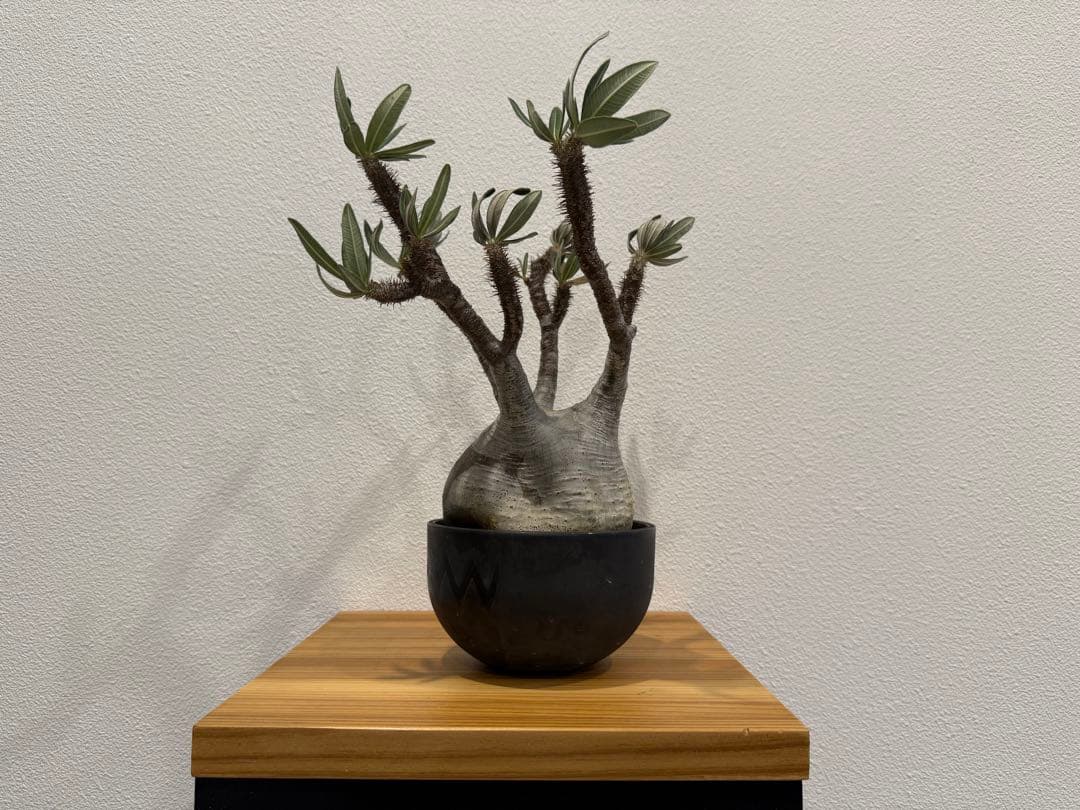 パキポディウム・グラキリス　VALIEM 鉢セット　訳あり　バリエム