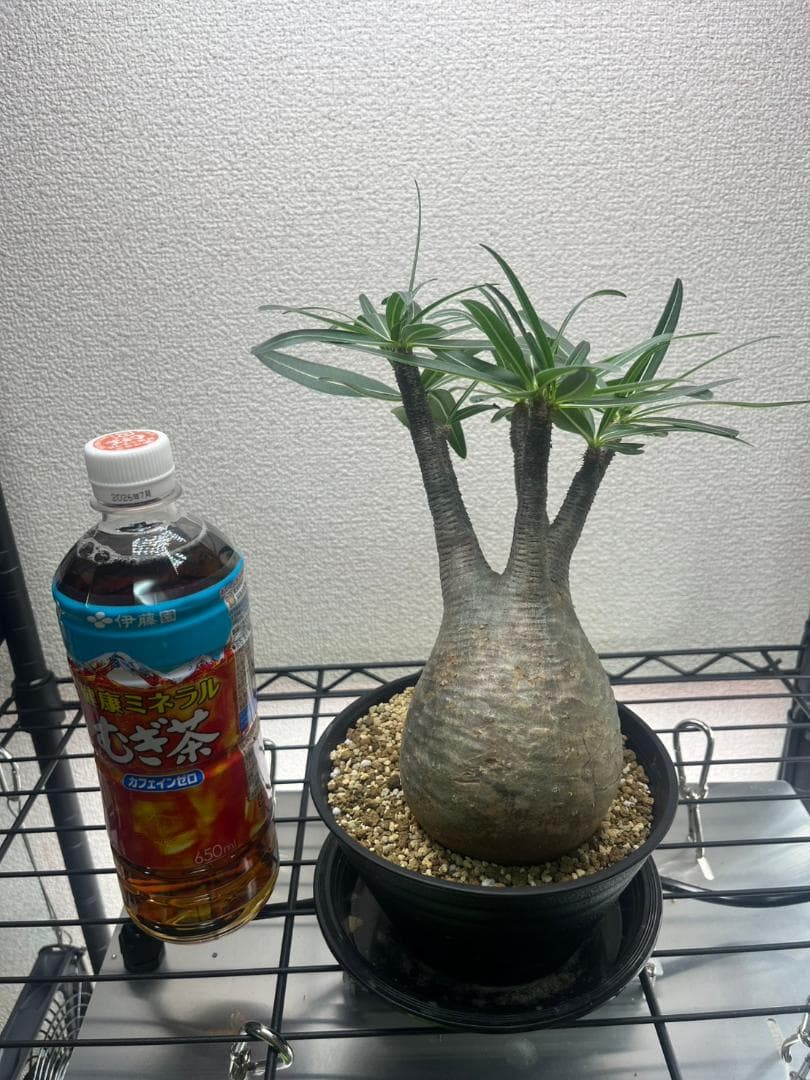 パキポディウム グラキリス 現地株 M