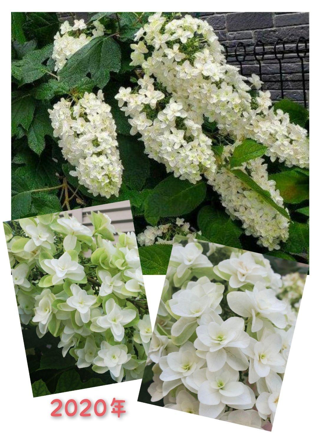 カシワバアジサイ　苗　☆　カシワバ紫陽花　柏葉紫陽花　(2021年分)