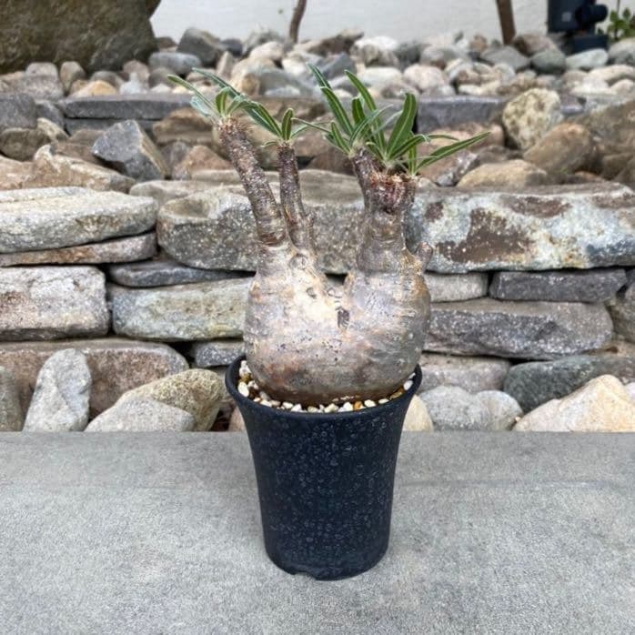 パキポディウム グラキリス ⑥ 発根済