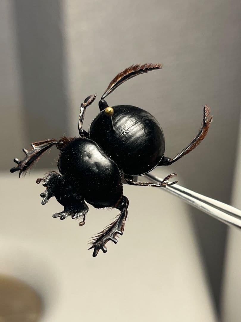 【24mm♂】クモガタタマオシコガネに酷似のPachysoma標本　糞虫