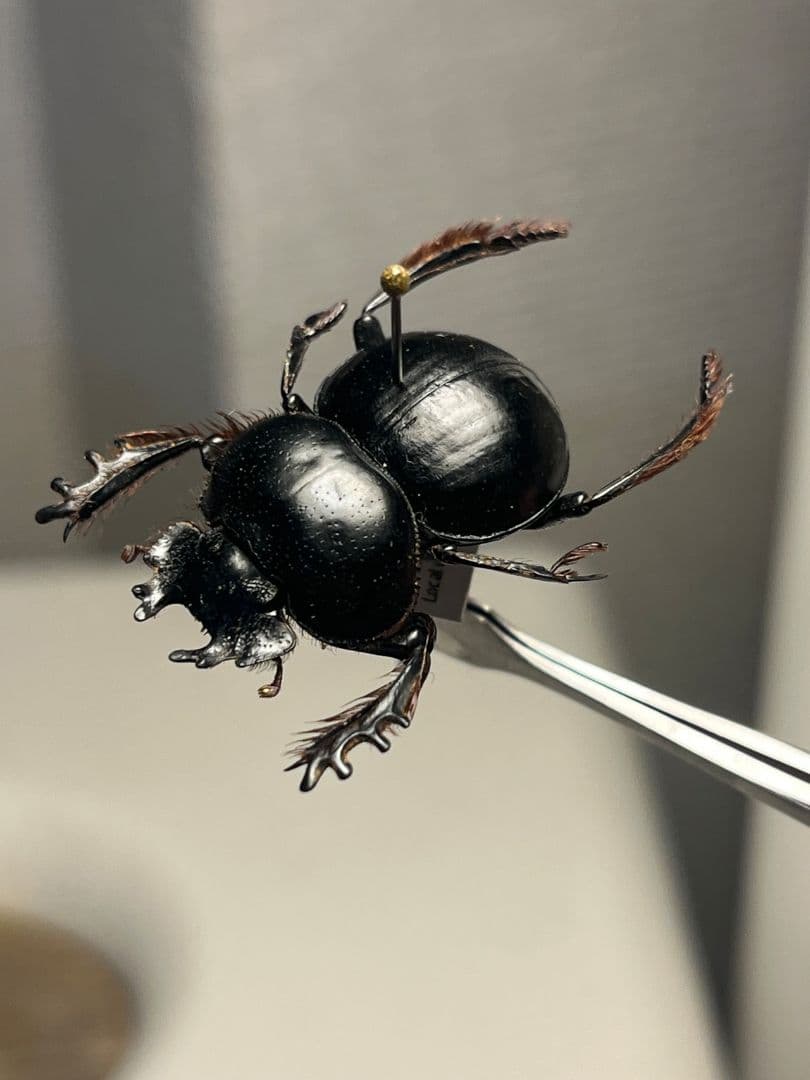 【24mm♂】クモガタタマオシコガネに酷似のPachysoma標本　糞虫