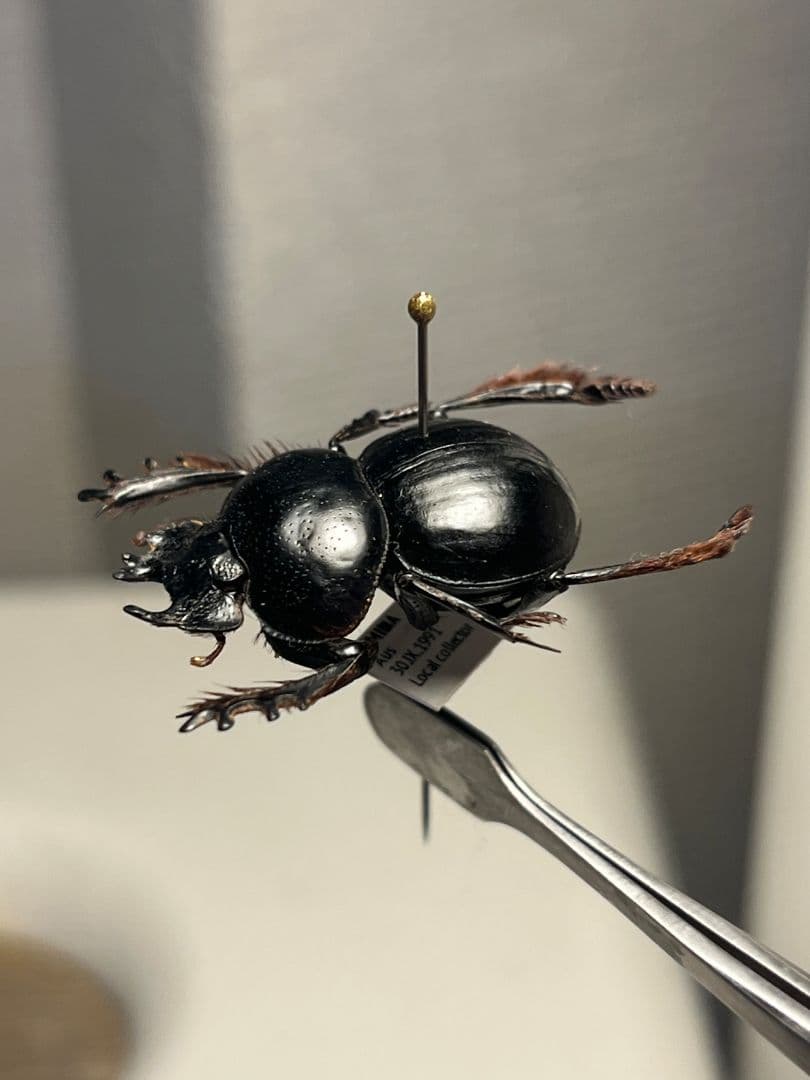 【24mm♂】クモガタタマオシコガネに酷似のPachysoma標本　糞虫