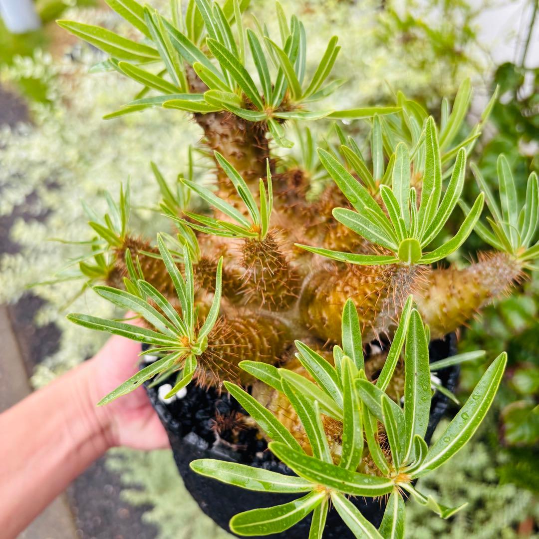 短期間限定超特価！ コレクション株 超多頭 パキポディウム グラキリス 中川智治