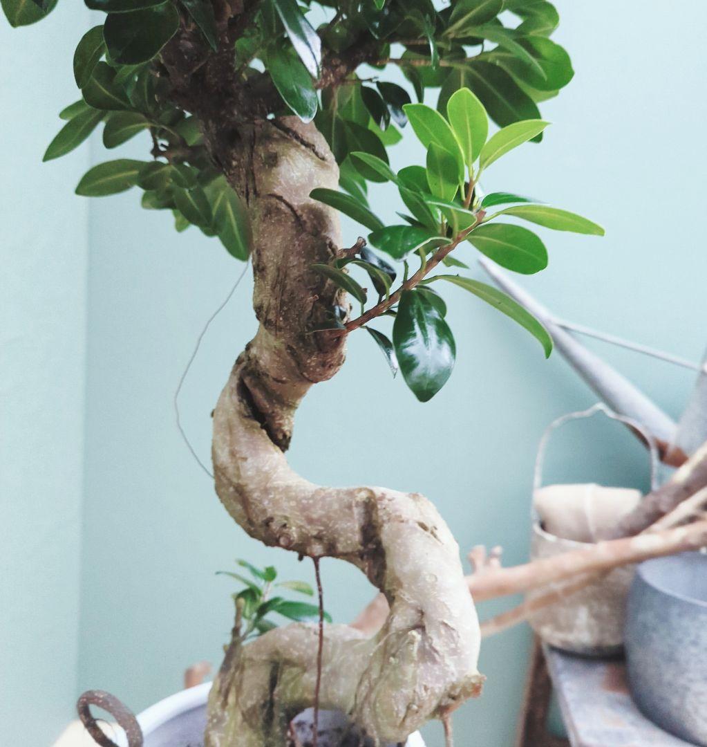 縁起物 曲がりガジュマル 昇り龍 (現品) 曲線 陶器 白ポット ７号