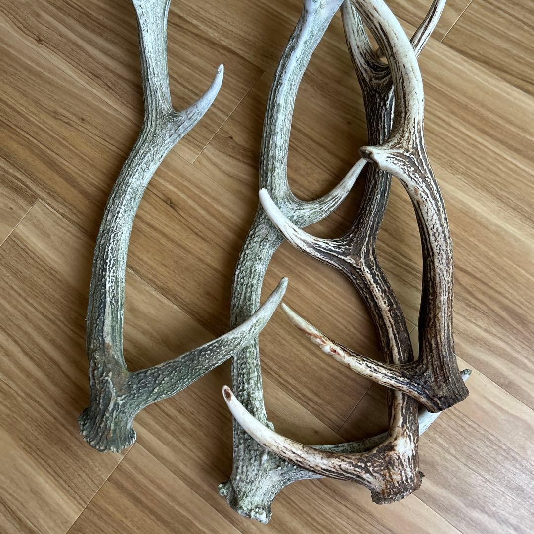 鹿の角 大きめ 4本セット自然乾燥済み