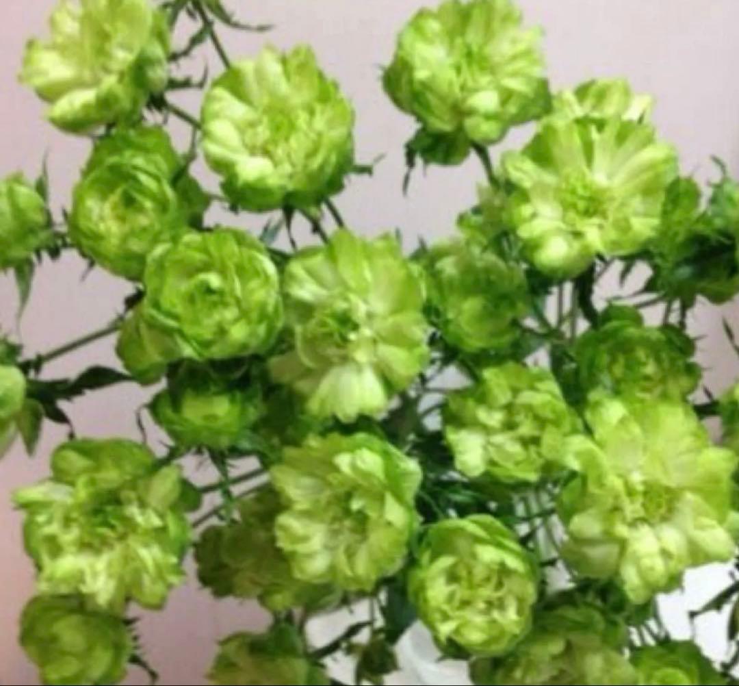 レア品種‼️コンキュサーレ