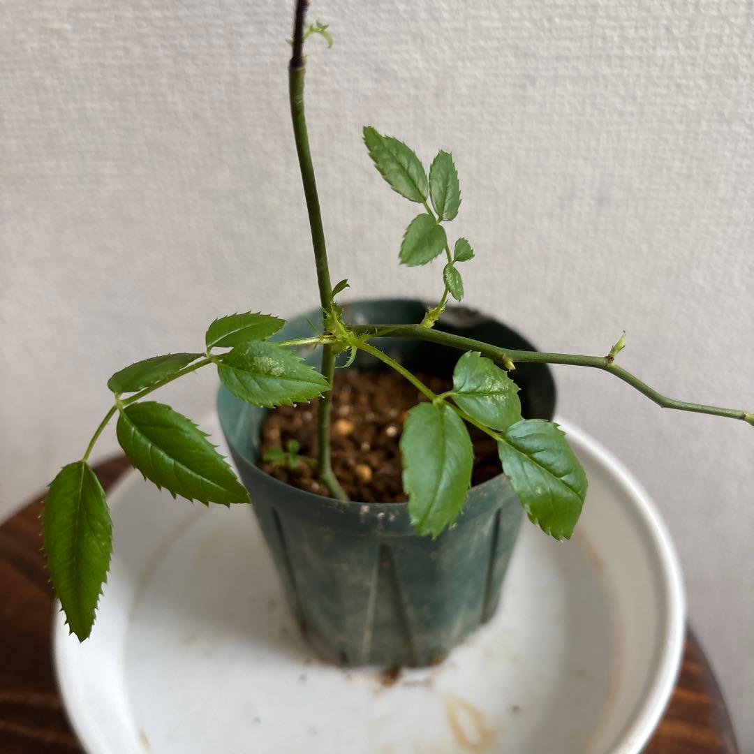 レア品種‼️コンキュサーレ