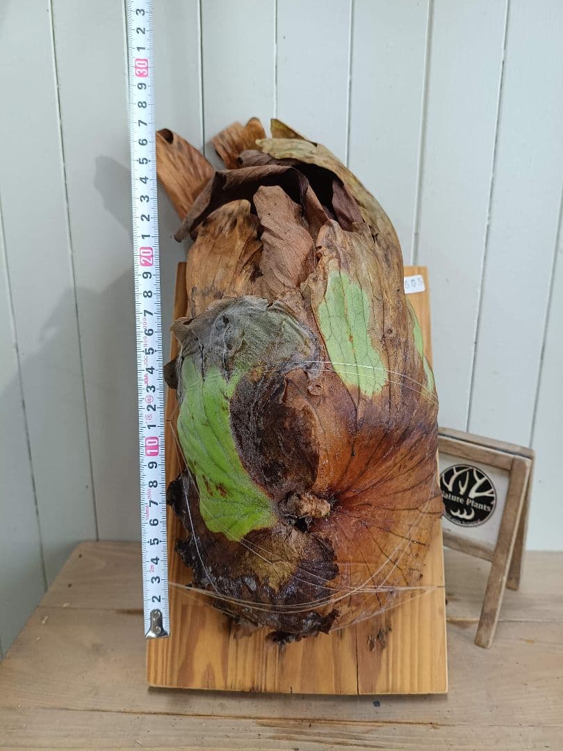 BIG8ページX505　A268リドレイ、コロナリウム