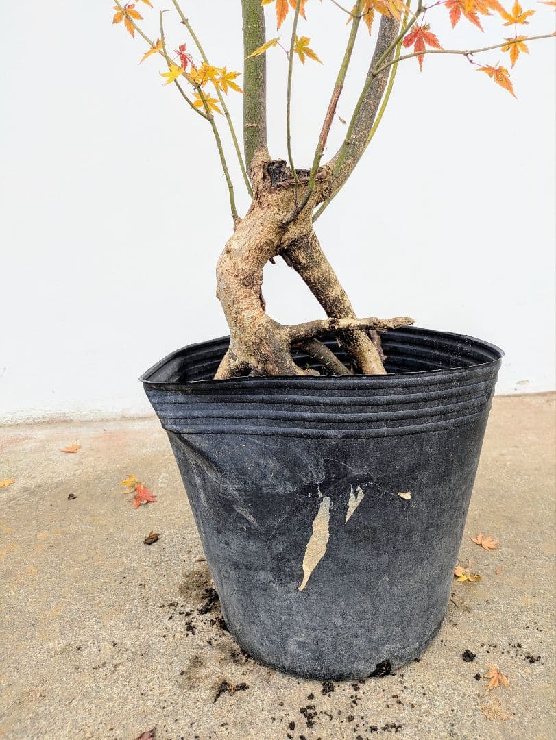 見事！ただ見事！根上がりイロハモミジ。