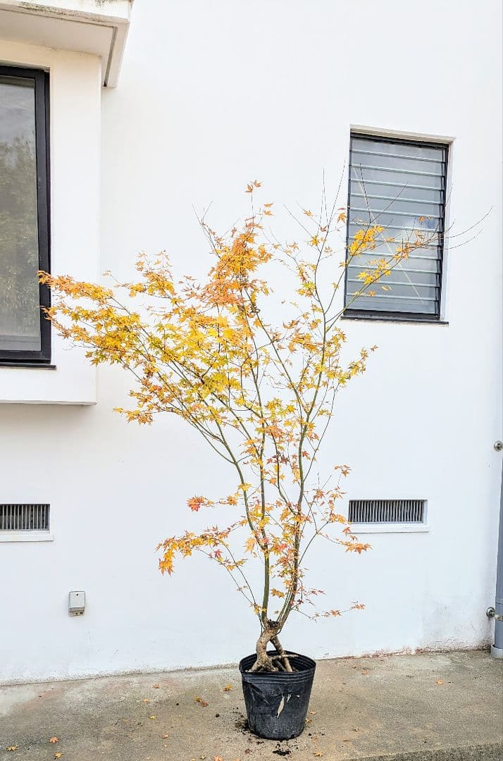 見事！ただ見事！根上がりイロハモミジ。