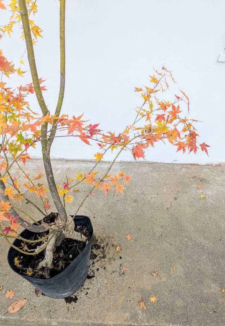 見事！ただ見事！根上がりイロハモミジ。