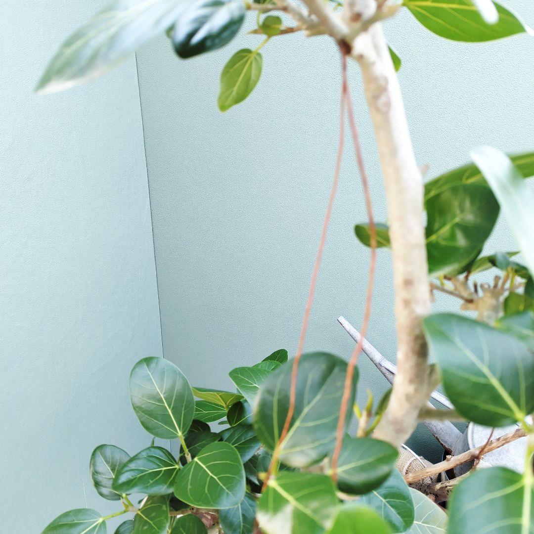 フィカス (現品) ベンガレンシス曲がり 根上り おしゃれ ８号