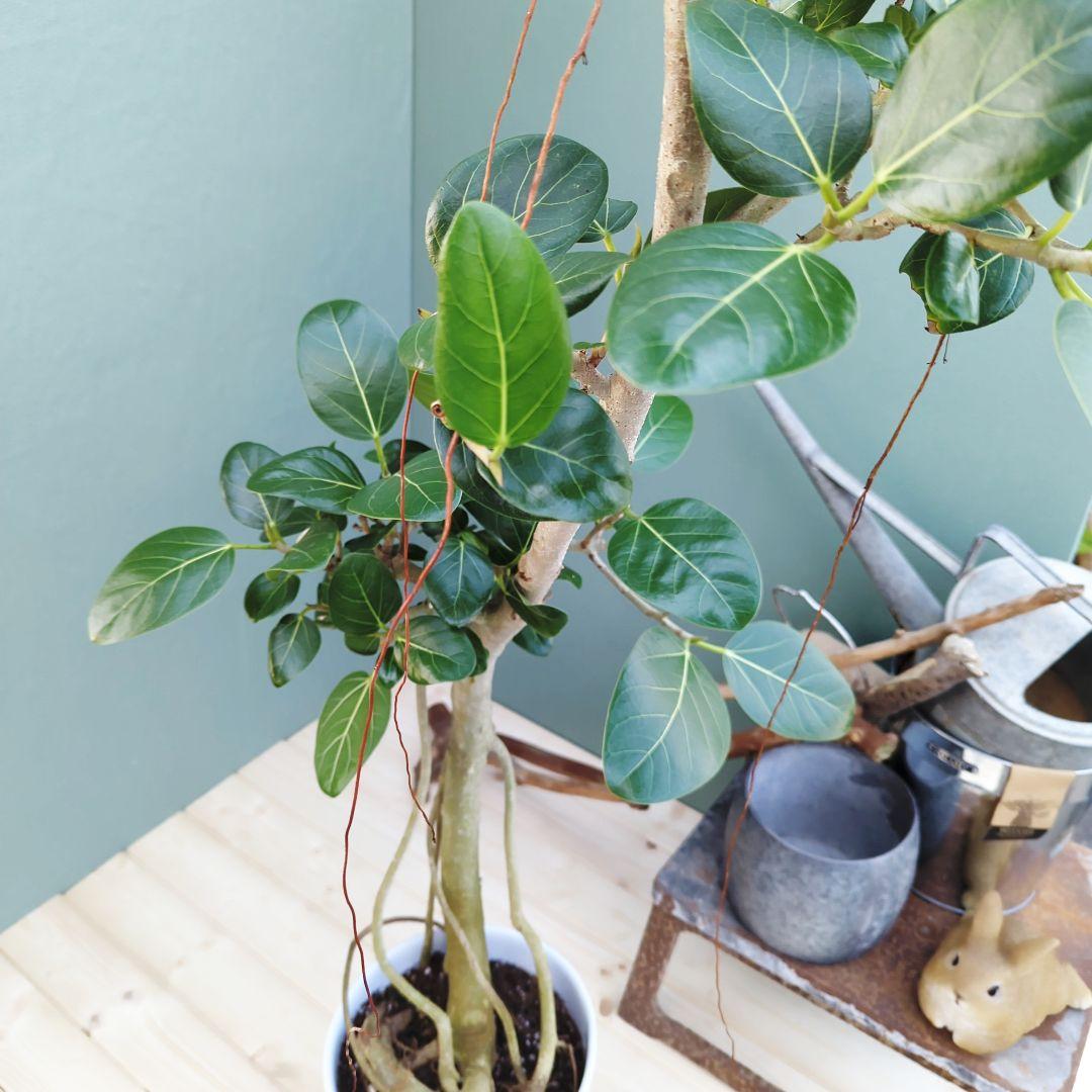 フィカス (現品) ベンガレンシス曲がり 根上り おしゃれ ８号