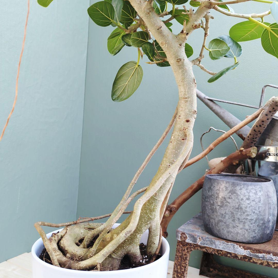 フィカス (現品) ベンガレンシス曲がり 根上り おしゃれ ８号