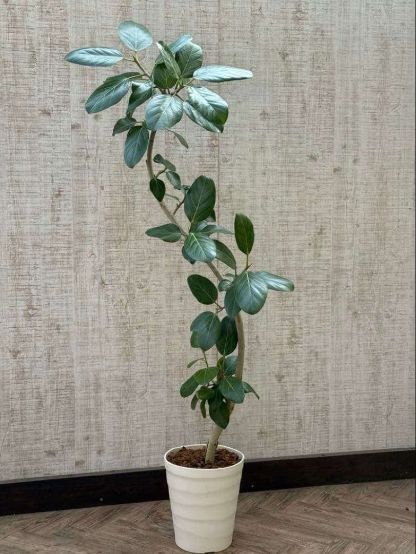 ☆ フィカス ベンガレンシス♪ 153cm スリムな曲がりフォルム♪