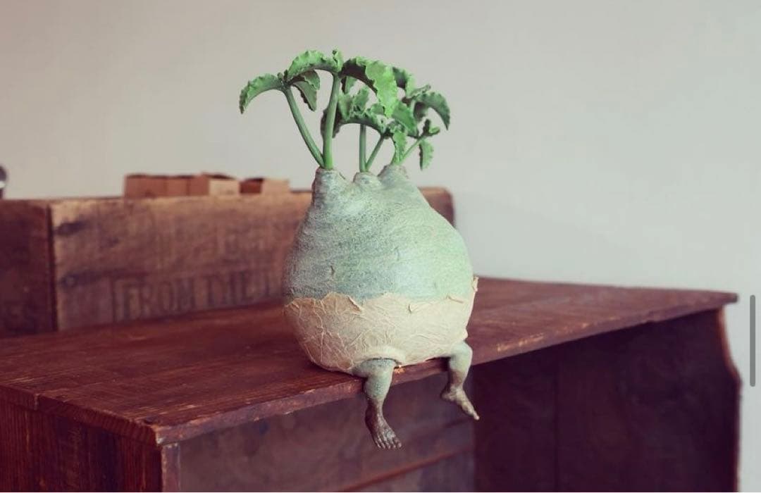 【 ozwrt 】 TheCaudexMan CyphostemMan