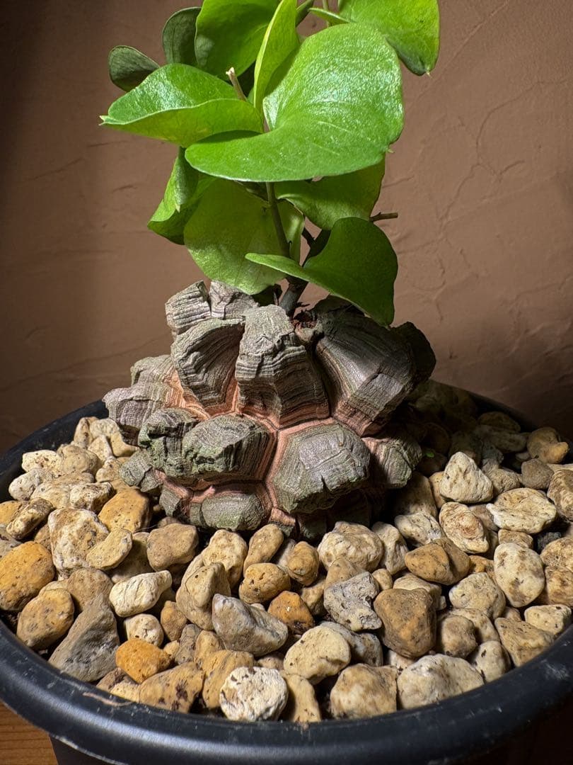 【丸型良型】アフリカ亀甲竜　実生 幅7.5cm 将来有望