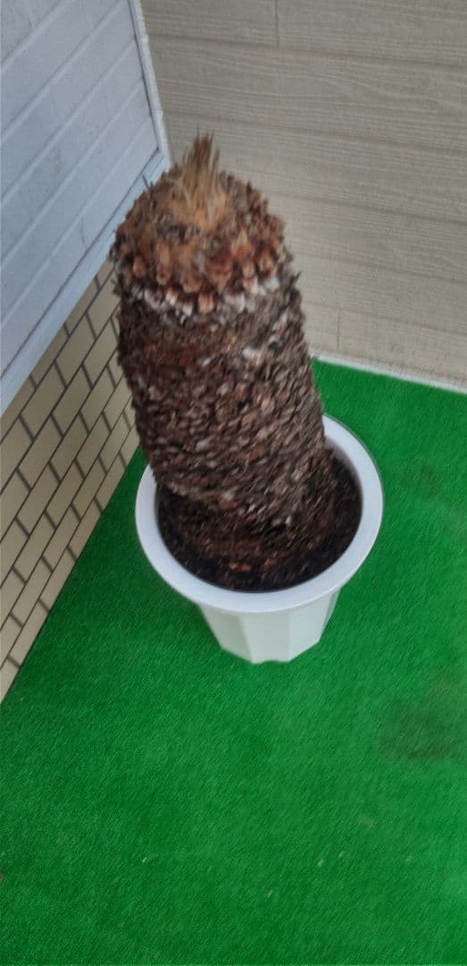 ソテツ 10号プラ鉢 高さ(鉢底から)75cm 極太