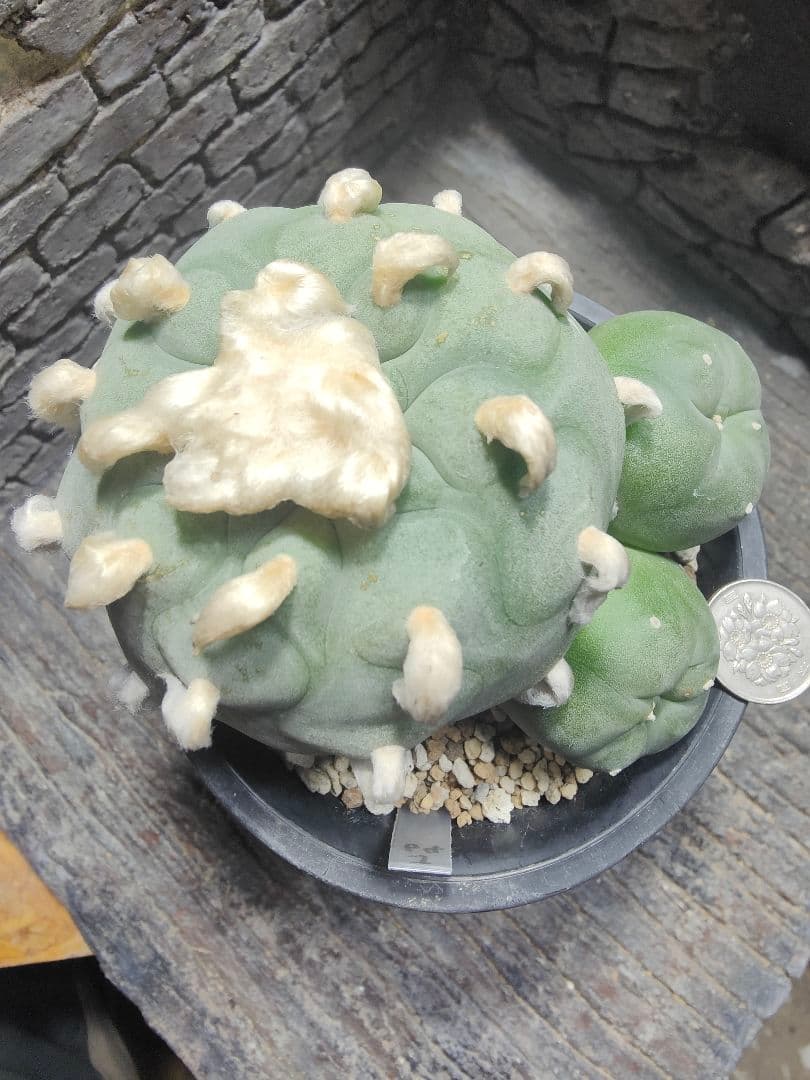 サボテン　坂井翠冠玉　J64