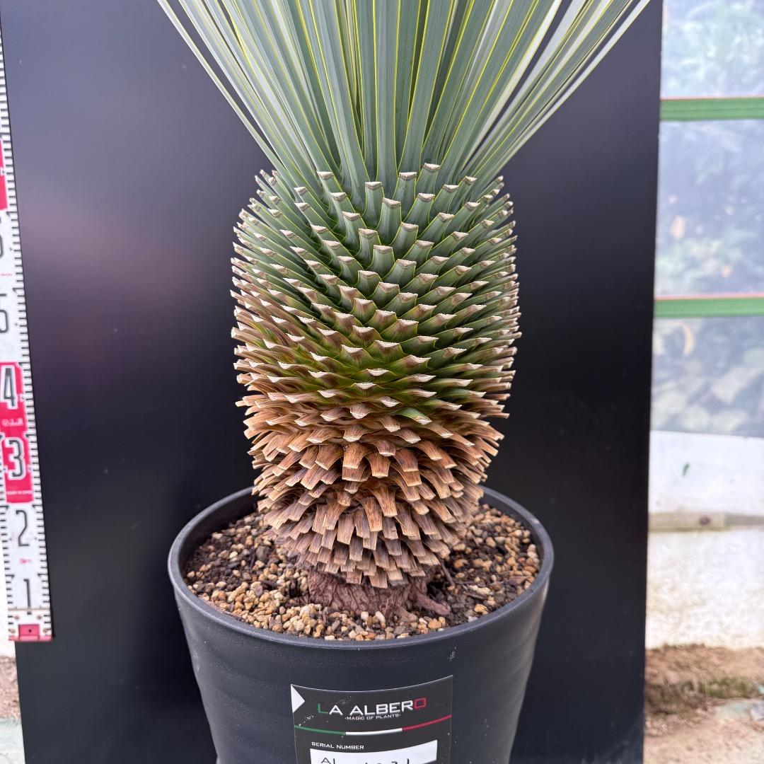 【AL1021】ユッカ　ロストラータ　在庫整理価格