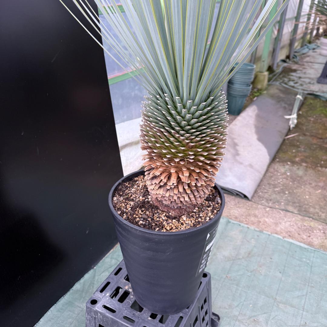 【AL1021】ユッカ　ロストラータ　在庫整理価格