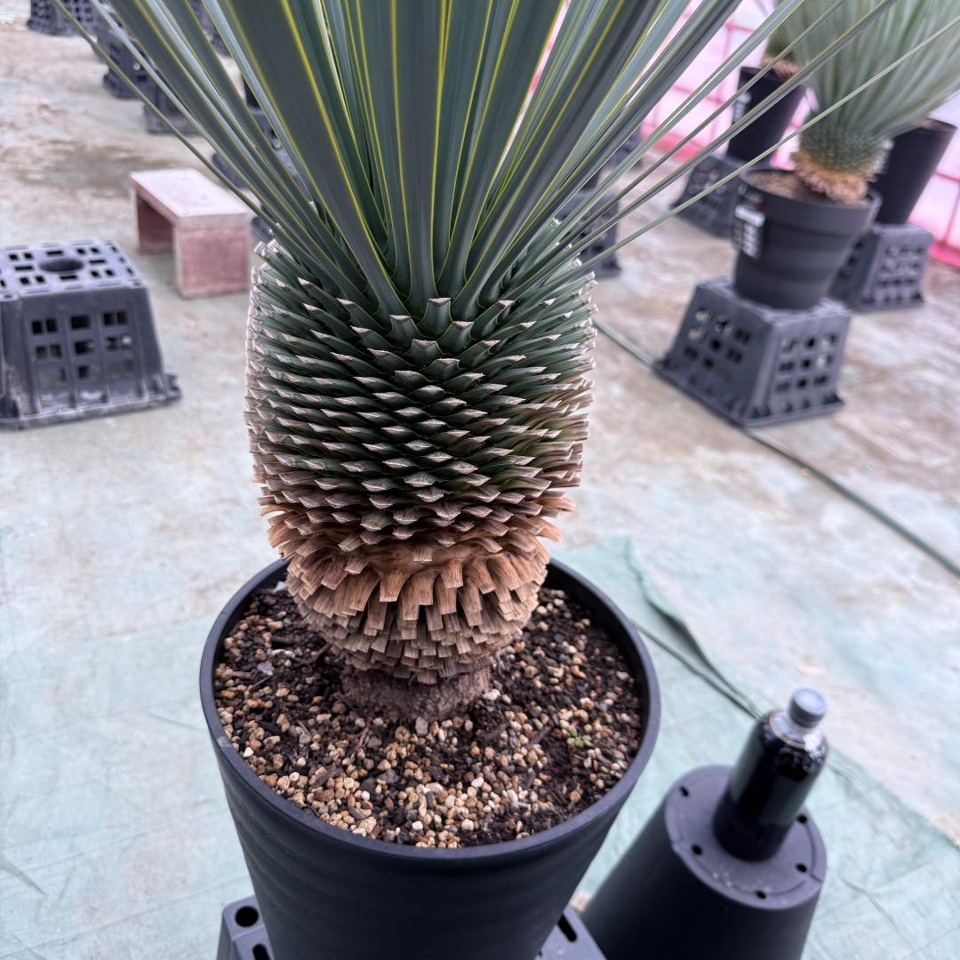 【AL1021】ユッカ　ロストラータ　在庫整理価格