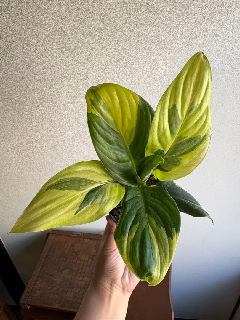 スパティフィラム センセーション 黄斑 斑入り 3号ポット ②