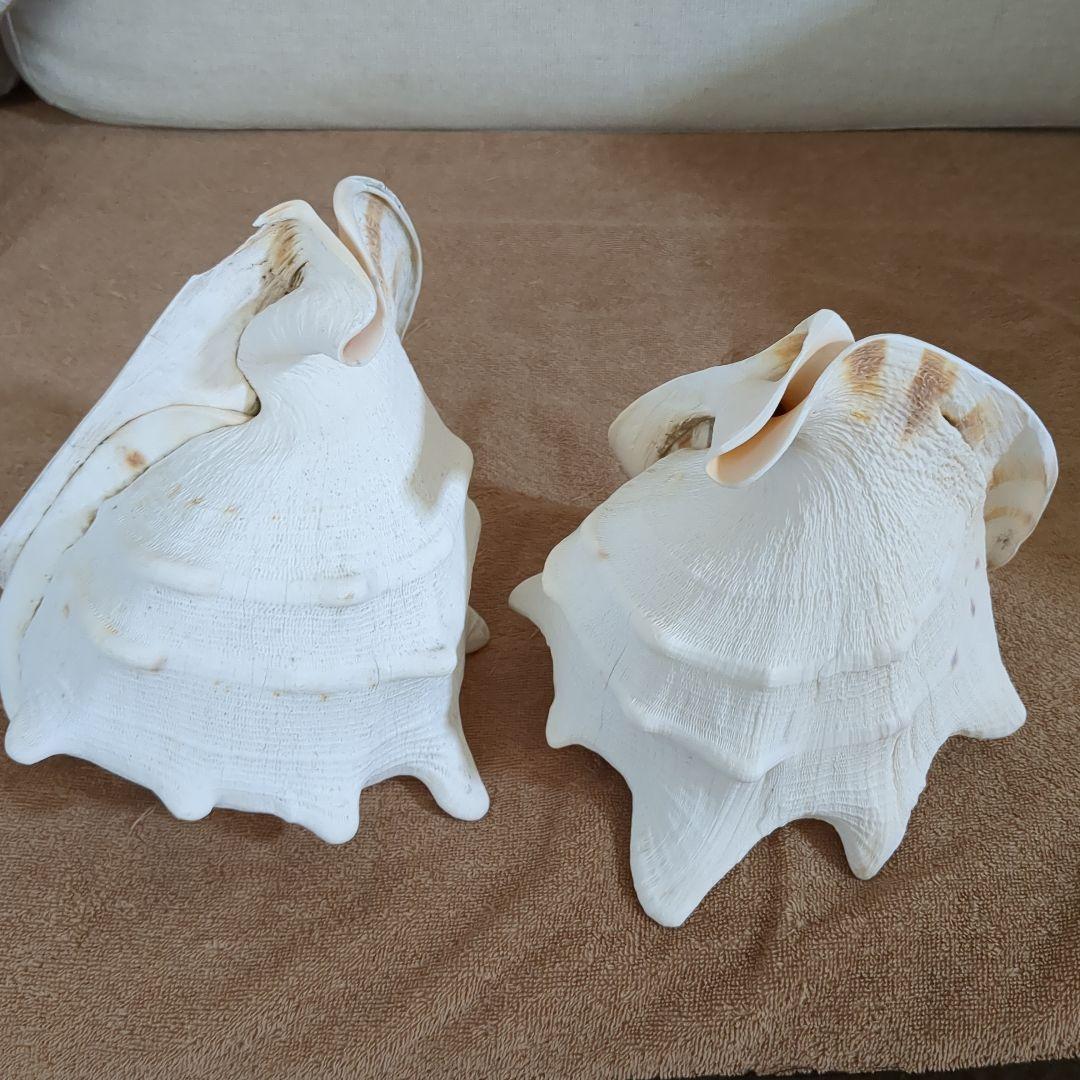 白色貝殻 2個セット