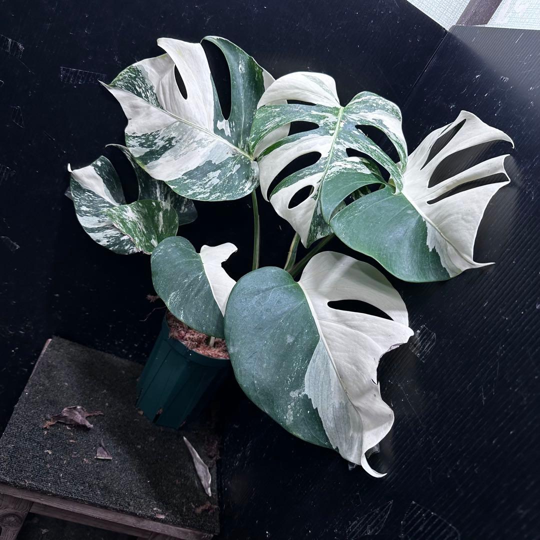 f*1様 斑入りモンステラ ホワイトタイガー極美大株50cm白斑多