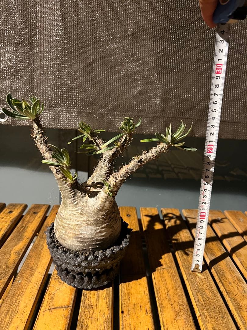 パキポディウムグラキリス【発根済】鉢付き