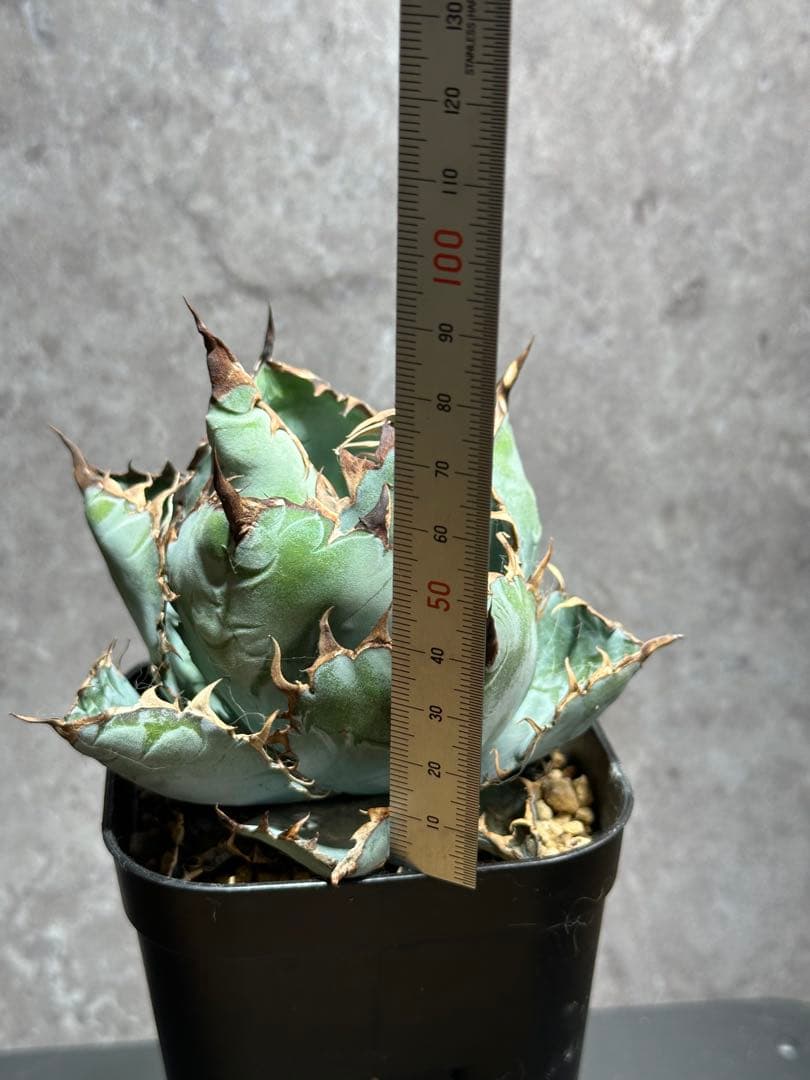 チタノタブルー　ボールタイプ