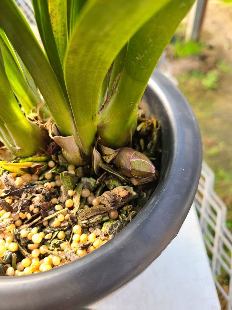 ゆ*ず様 フォアゴットンフルーツ。花芽合計19個。5鉢セット。蜜蜂誘引蘭。シンビ