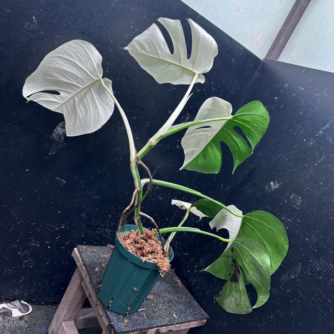 あ*さ様 モンステラ斑入りハーフムーンホワイトタイガー極美斑入り　　 57cm