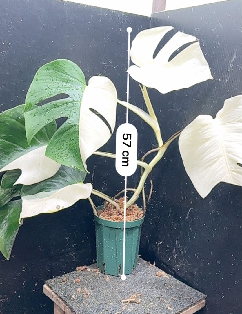 あ*さ様 モンステラ斑入りハーフムーンホワイトタイガー極美斑入り　　 57cm