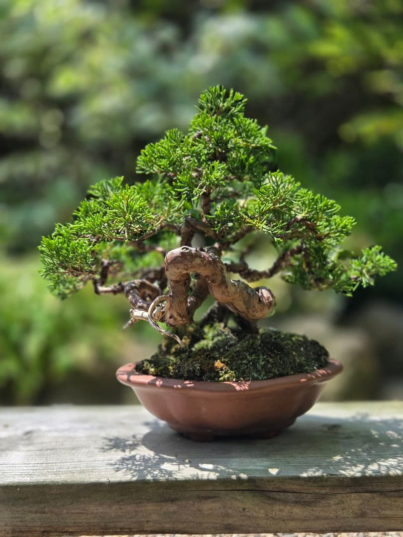 盆栽　真柏　盆栽鉢