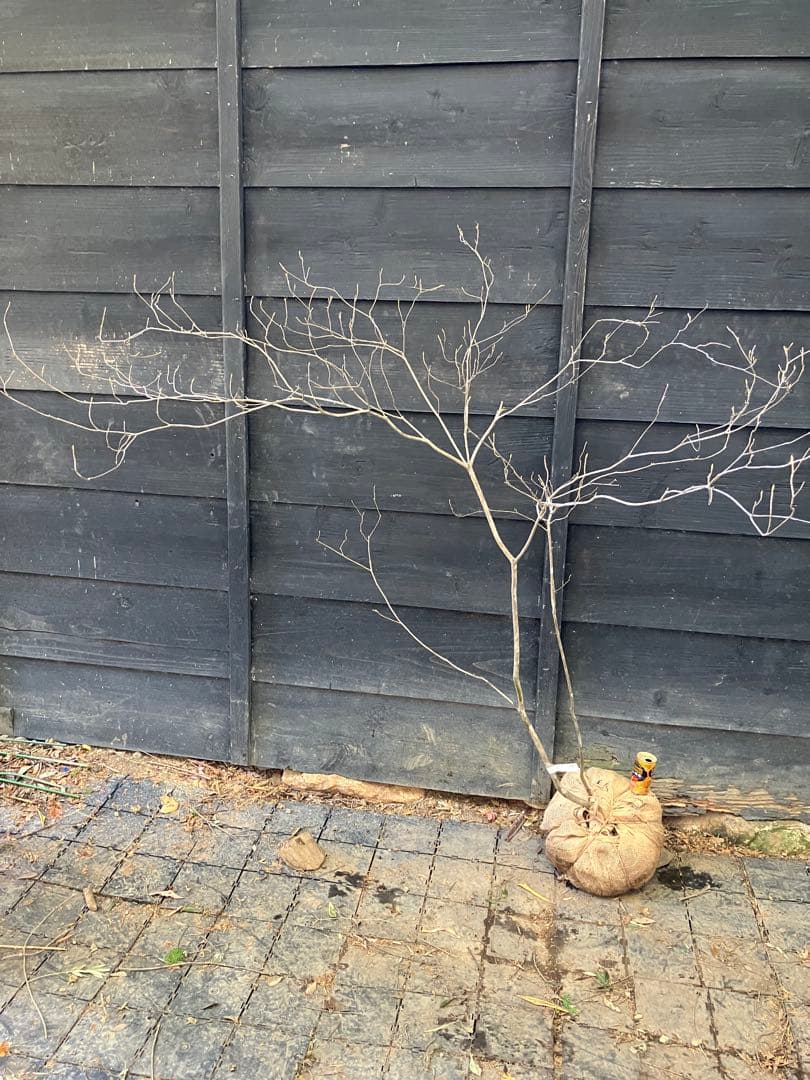 Poppopo　71 山採り　ミツバツツジ