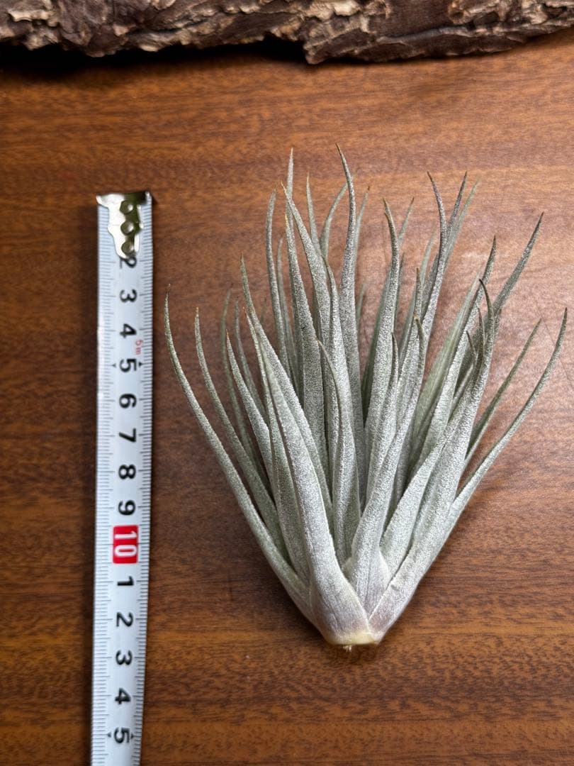 チランジア　ロゼイフローラ×ベルニコーサ