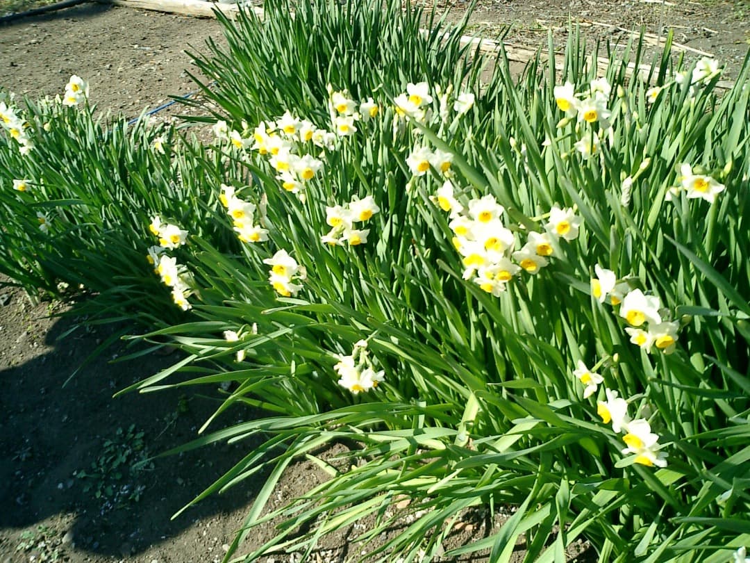 レトロ⭕️良品【動作oK!】CASIO EXILIM CARD EX-S2