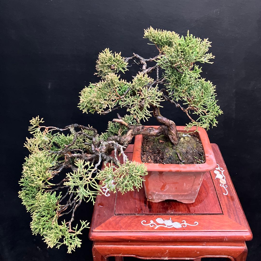 紀州真柏 盆栽