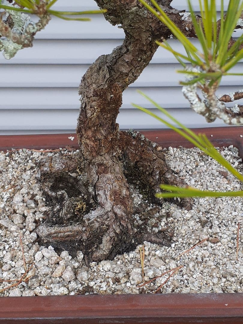 特価黒松　芥屋産