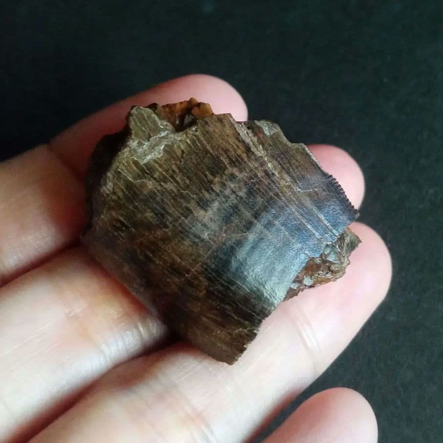 恐竜　歯化石　北米大陸獣脚類　ティラノサウルス　T-REX　Montana