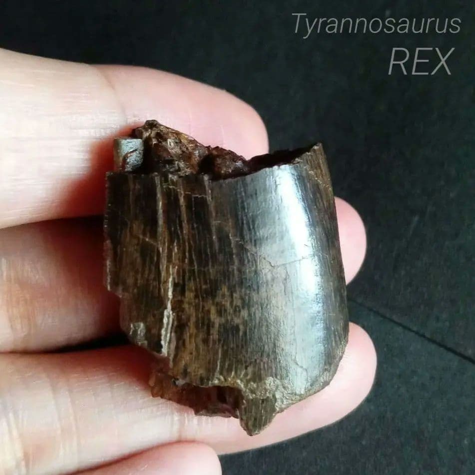 恐竜　歯化石　北米大陸獣脚類　ティラノサウルス　T-REX　Montana