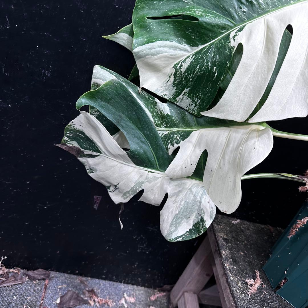斑入りモンステラ ホワイトタイガー極美大株69cm白斑多